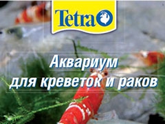 tetra_gold_fish.pdf